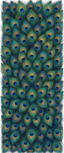 Discover this captivating vertical pattern of many vibrant realistic peacock feathers, an ideal PNG illustration for rich textile designs