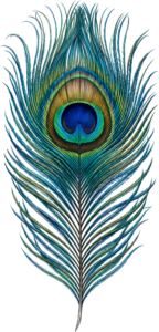 Capture the majestic beauty of this classic vibrant peacock feather, an authentic digital PNG drawing perfect for traditional design projects
