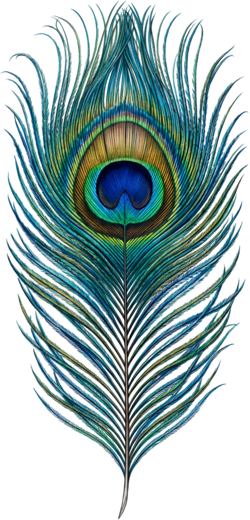 - Capture the majestic beauty of this classic vibrant peacock feather, an authentic digital PNG drawing perfect for traditional design projects Free PNG Download