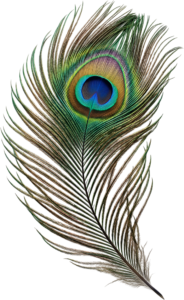 Enhance your creations with this realistic peacock feather featuring warm, earthy tones, an elegant PNG illustration for natural-themed designs