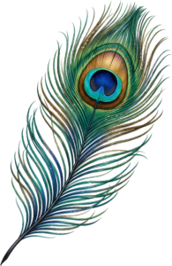 Striking and vivid, this traditional peacock feather delivers brilliant color as a versatile digital PNG clip art element for diverse projects