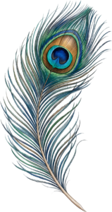 Behold the graceful curve of this realistic peacock feather, an artistic digital PNG illustration capturing natural elegance for refined creative endeavors