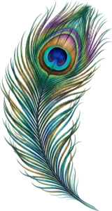 Discover this richly colored peacock feather showcasing diverse vibrant hues, a realistic PNG illustration perfect for artistic and elegant displays