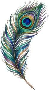 Presenting a multicolor curved peacock feather with vibrant hues, a realistic digital PNG graphic capturing natural elegance for artistic creations