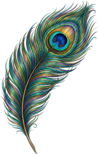 Modern Stylized Peacock Feather, a vibrant gradient Clipart PNG Illustration for contemporary artwork