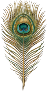 Classic Realistic Peacock Feather, a detailed vintage Clipart PNG Illustration for authentic nature themes