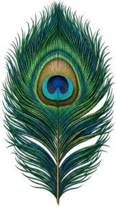 Lush Symmetrical Peacock Feather, a vibrant classic Clipart PNG Illustration for elegant aesthetic projects