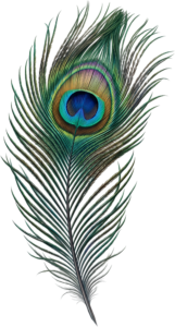 Graceful Curved Peacock Feather, a realistic elegant Clipart PNG Illustration for dynamic visual compositions