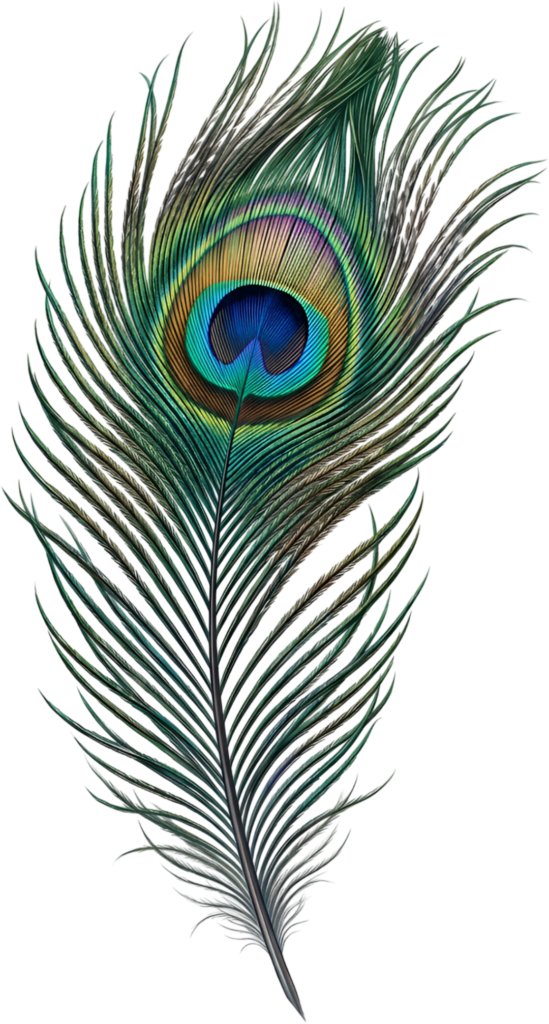 Graceful Curved Peacock Feather, a realistic elegant Clipart PNG Illustration for dynamic visual compositions 1 - Graceful Curved Peacock Feather, a realistic elegant Clipart PNG Illustration for dynamic visual compositions Free PNG Download
