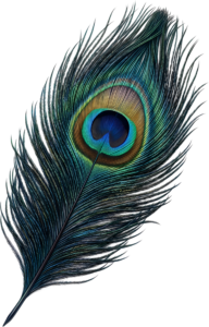Richly Toned Peacock Feather, a detailed elegant Clipart PNG Illustration for sophisticated artistic ventures
