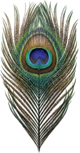 Dewy Realistic Peacock Feather, a vibrant wet Clipart PNG Illustration for refreshing nature-themed designs