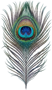 Glistening Peacock Feather with dewdrops, a naturalistic Clipart PNG Illustration for serene botanical art