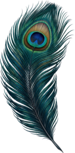 Dynamic Vibrance Peacock Feather, a richly hued Clipart PNG Illustration for captivating fashion statements