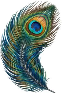 Warm Toned Peacock Feather with orange eye, a graceful Clipart PNG Illustration for inviting decor