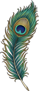 Bold Outlined Peacock Feather, an elegant line art Clipart PNG Illustration for striking graphic statements