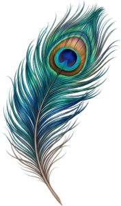 Naturalistic Blue-Green Peacock Feather, a beautifully rendered Clipart PNG Illustration for serene nature scenes