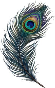 Deep Hued Peacock Feather, a classic vibrant Clipart PNG Illustration for elegant traditional projects