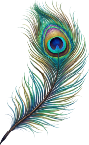 Bright Iridescent Peacock Feather, a stunning detailed Clipart PNG Illustration for captivating visual displays