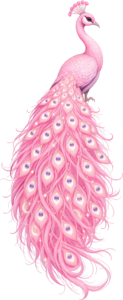 Long Flowing Tail on this Enchanting Pink Peacock Clipart, a graceful Illustration PNG for projects.